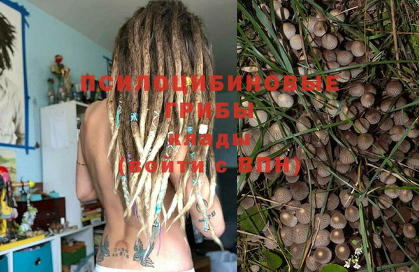 крисы Абаза